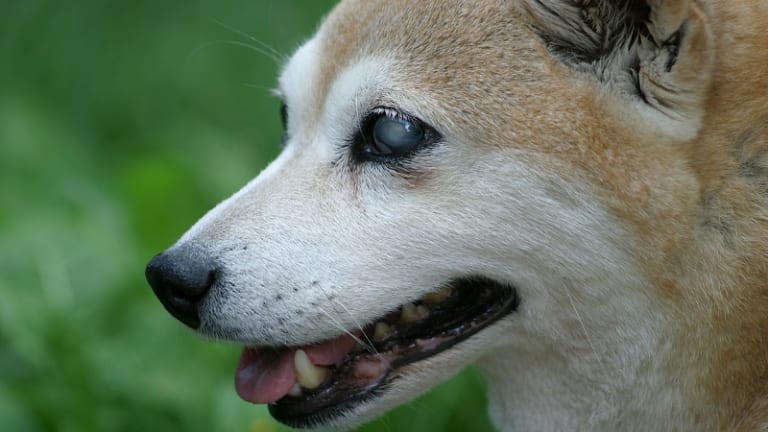 Sudden Acquired Retinal Degeneration Syndrome in Dogs