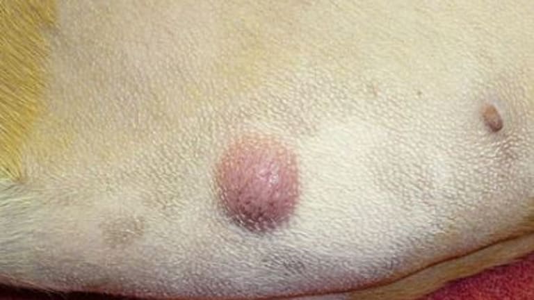 Facts about Mast Cell Tumors Dog Owners Should Know