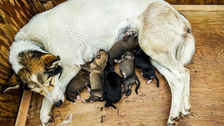 Can Mother Dog's Stress Affect Her Puppies?