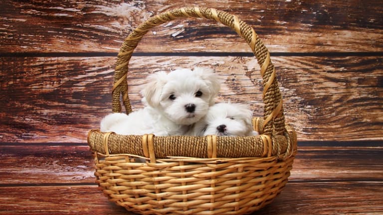 Maltese Puppy Development: What You Need to Know
