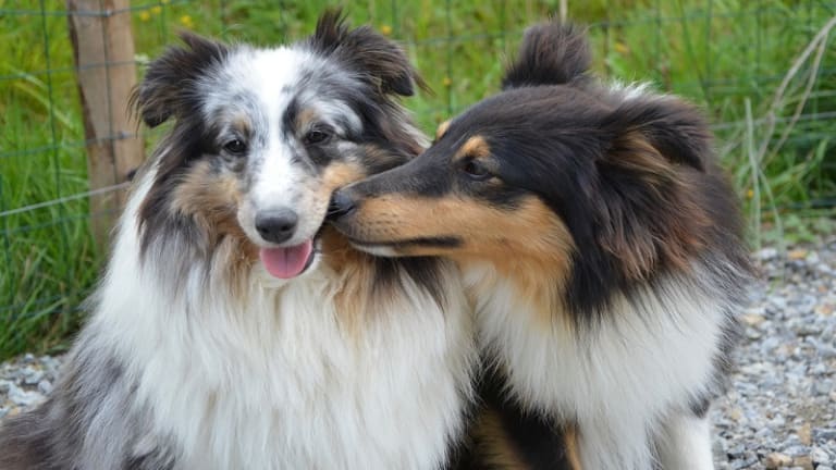 can neutered dogs still knot