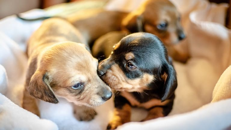 can puppies see at 3 weeks old