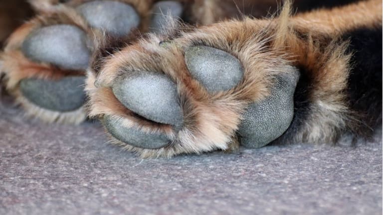 is concrete bad for dogs paws