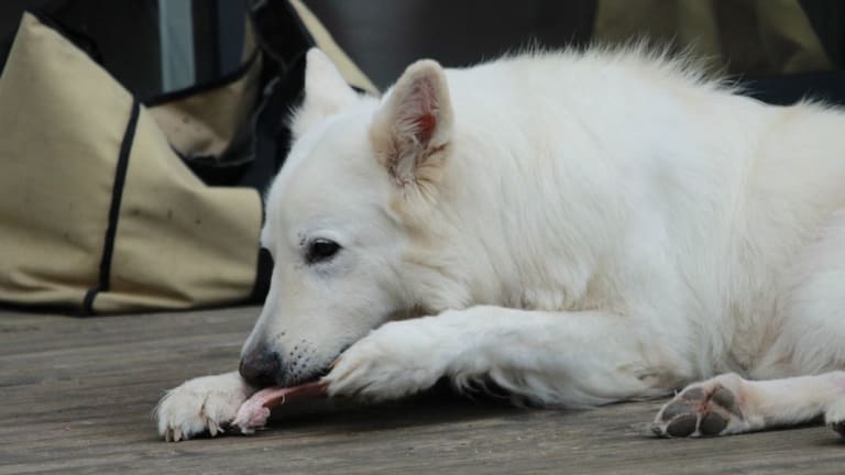 do chicken bones really hurt dogs