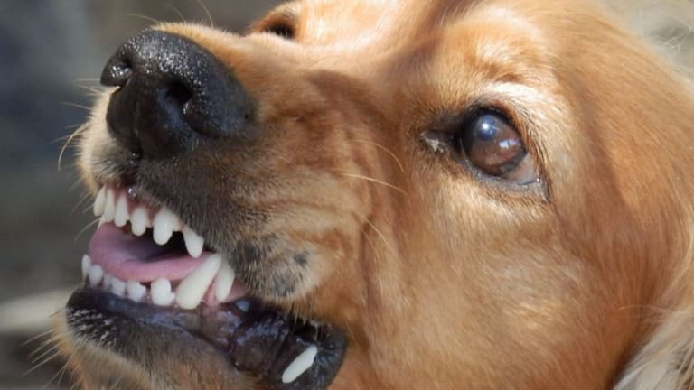 Why Do Dogs Snark?
