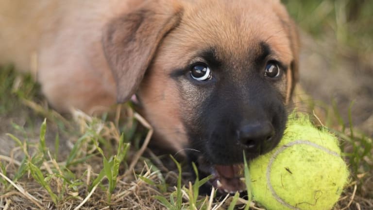 Veterinarian Shares Tips To Help Teething Puppies Dog Discoveries