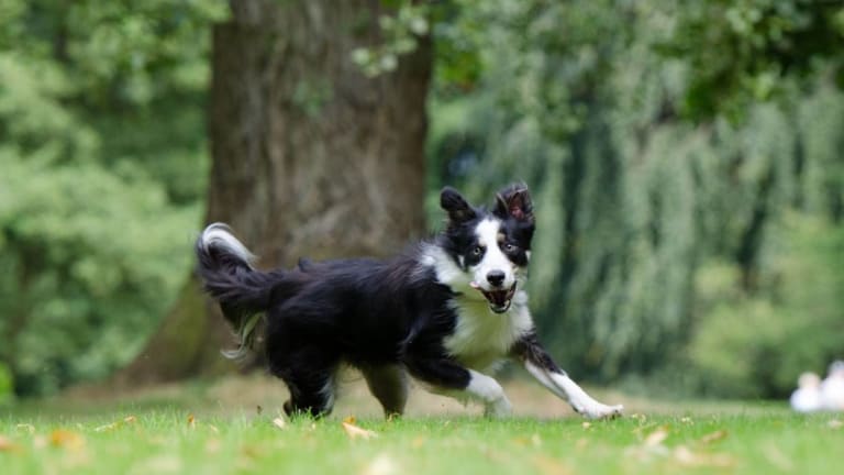 why do dogs poop while running