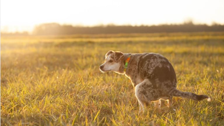 Ask the Vet: My Dog Hasn't Pooped in 3 Days!