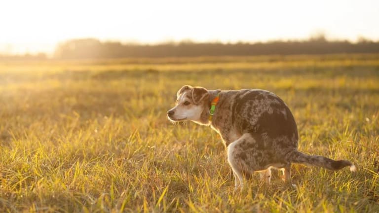 how soon after eating do puppies poop