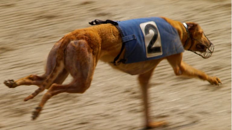 Why Do Greyhounds Wear Muzzles When They Race Dog Discoveries