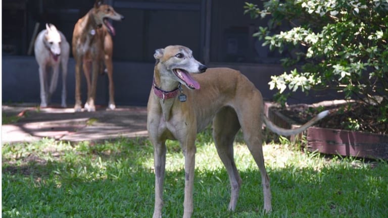 what is a floating rib in a dog