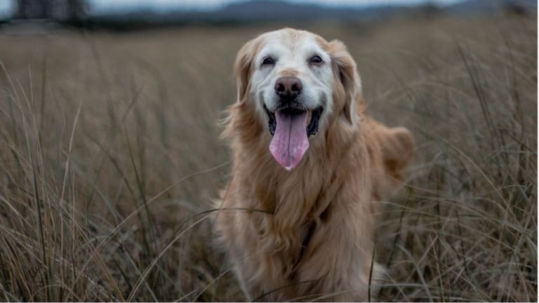 Why Do Dogs' Fur Change Color? - Dog Discoveries