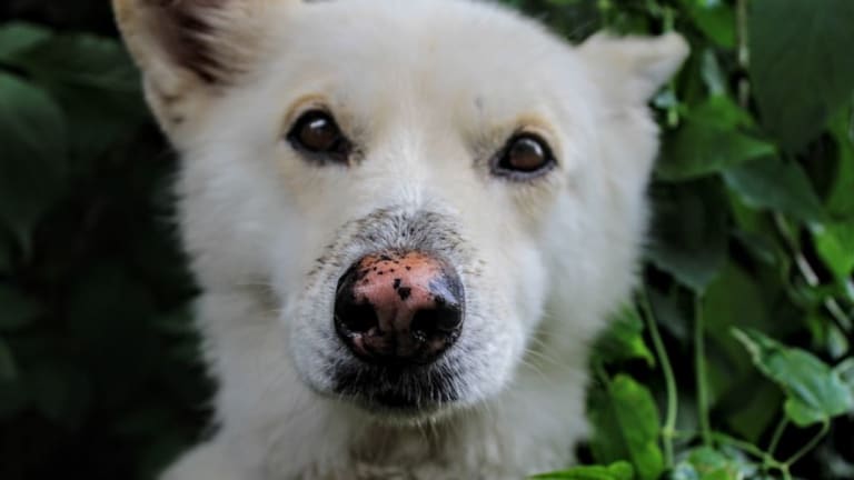 Why Do Dogs Noses Change Color 7 Causes With Pictures Dog Discoveries