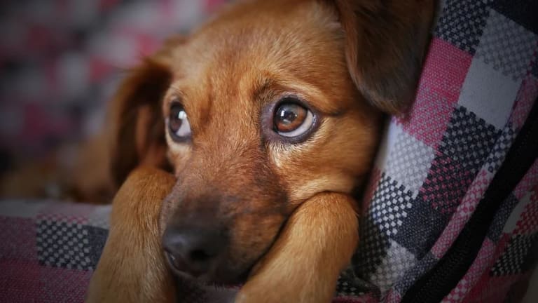 Fascinating Facts About a Dog's Eyelids