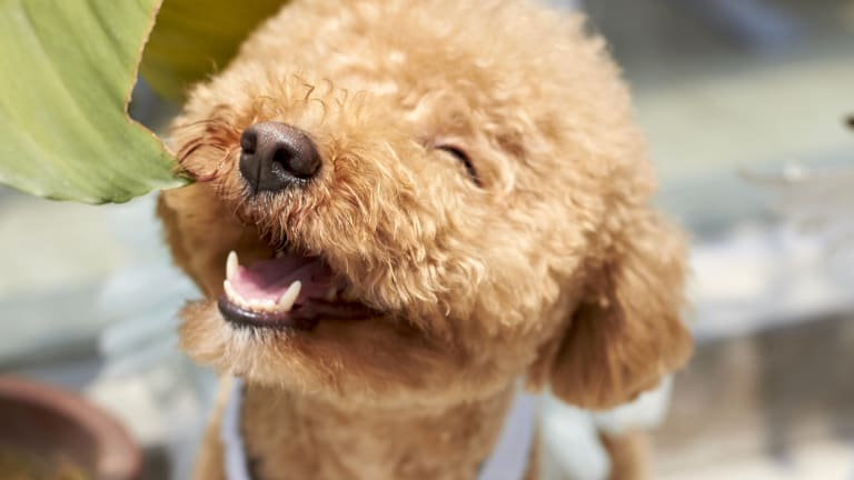 Why Do Dogs Smile With Their Teeth?