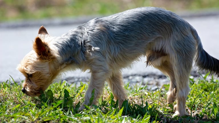 why do dogs sniff before they pee or poop