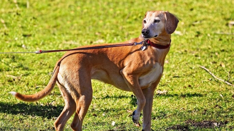 do you feed a dog before or after a walk