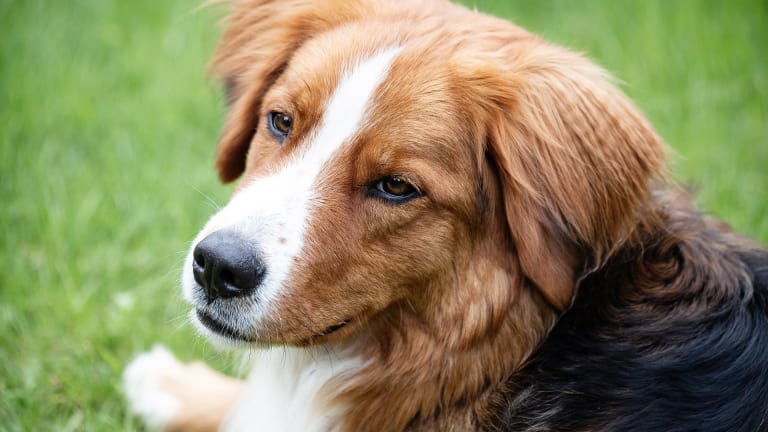 what breed of dog has eyebrows