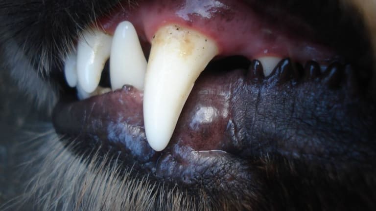 Are Anesthesia-Free Dental Cleanings For Dogs Safe?