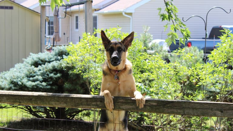 why does my dog run up and down the fence