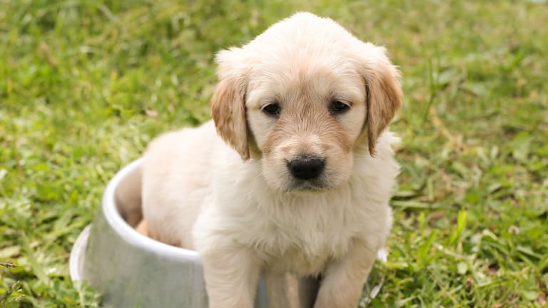 Why Do Puppies Act Scared of Their Bowls?