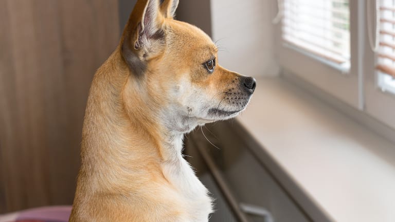 Why Do Rescue Dogs Have Separation Anxiety?