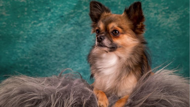 how to keep a long haired dog from shedding