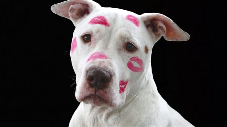 Why Do Dogs Hate Kisses?