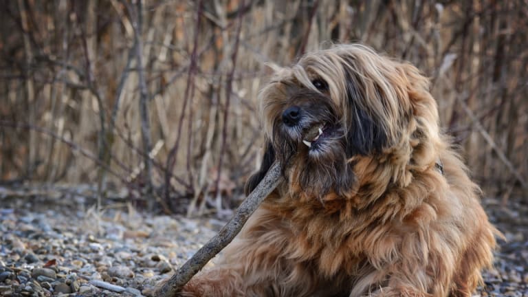 can puppies chew on sticks