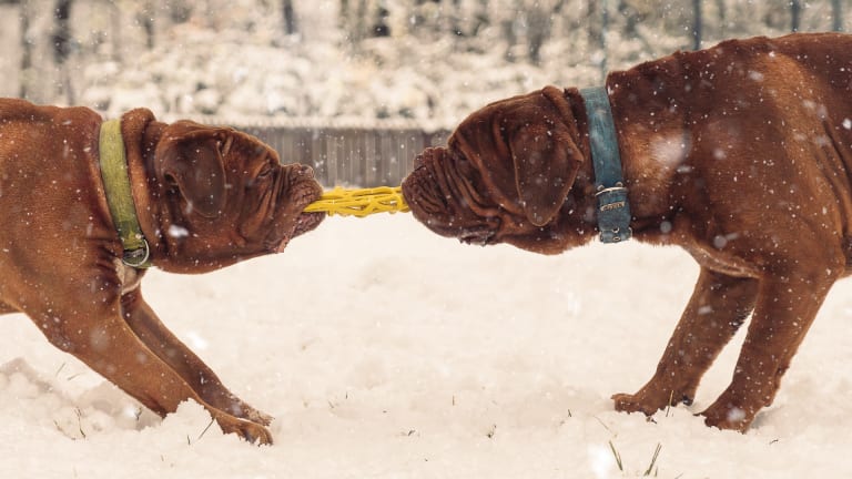 can you play tug of war with a puppy