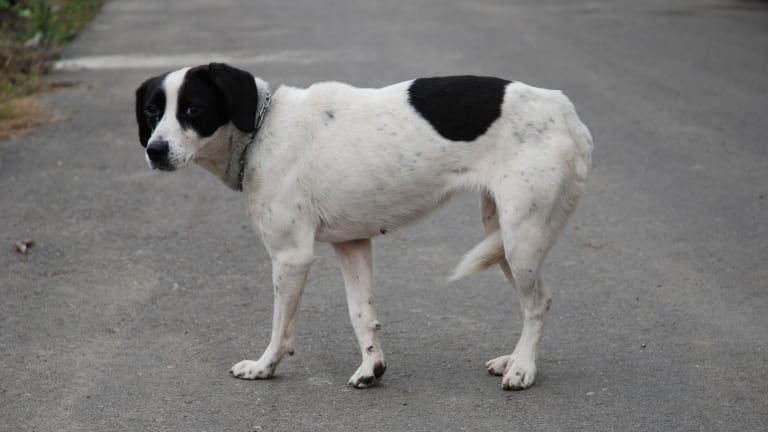 why do dogs tuck tail between legs