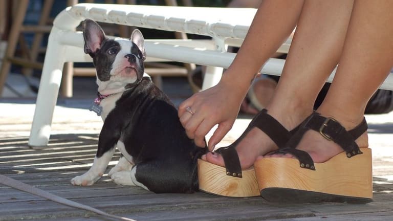 Ask a Dog Trainer: Why Do Puppies Bite Your Toes?