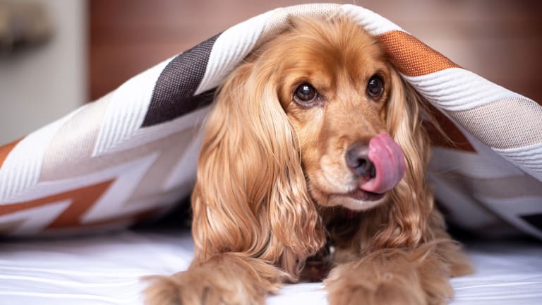 why-do-dogs-lick-their-wounds-dog-discoveries