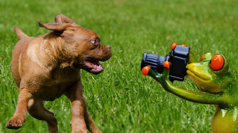 what happens when dogs eat frogs