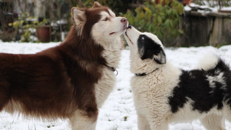 Why does my dog always lick my other dogs mouth