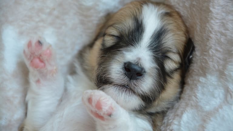 Why Do Puppies Open Their Eyes After Being Born?