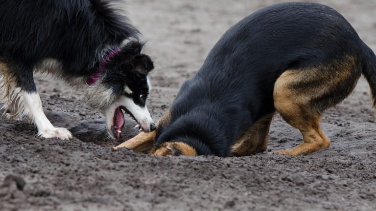 Why Do Dogs Bury Their Bones? - Dog Discoveries