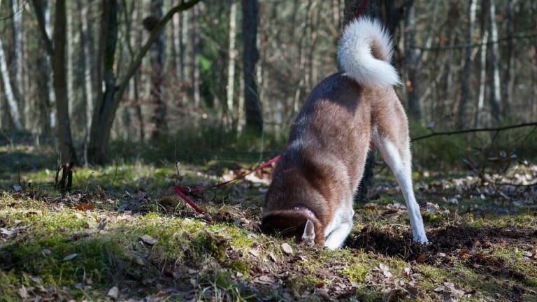 Unearthing Seven Surprising Reasons Why Dogs Dig