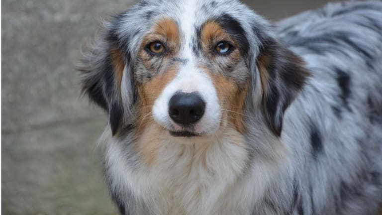 what makes a dog a blue merle