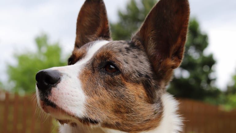 Ever Wondered Why Dogs Hear Better Than Humans?