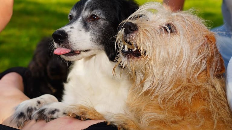 Surprise, Dogs May Have Taste Buds for Water Too!