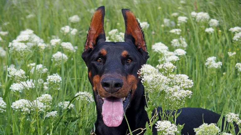 is it wrong to crop dogs ears