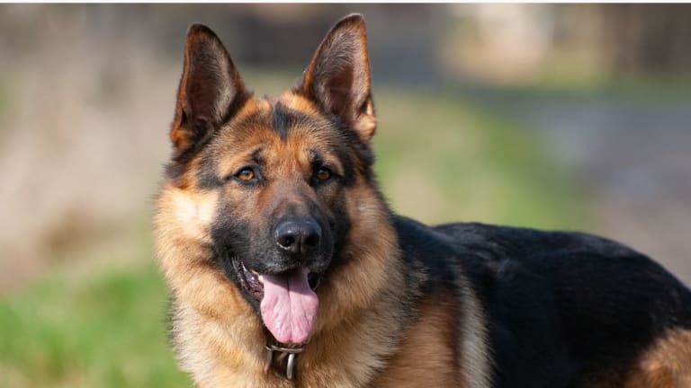 are german shepherds alpha dogs