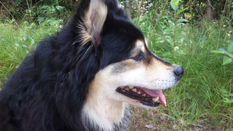 6 Fascinating Facts About the Finnish Lapphund Dog Breed