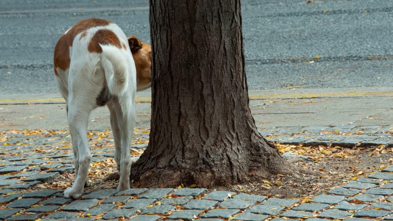 why do male dogs lift their leg when they pee