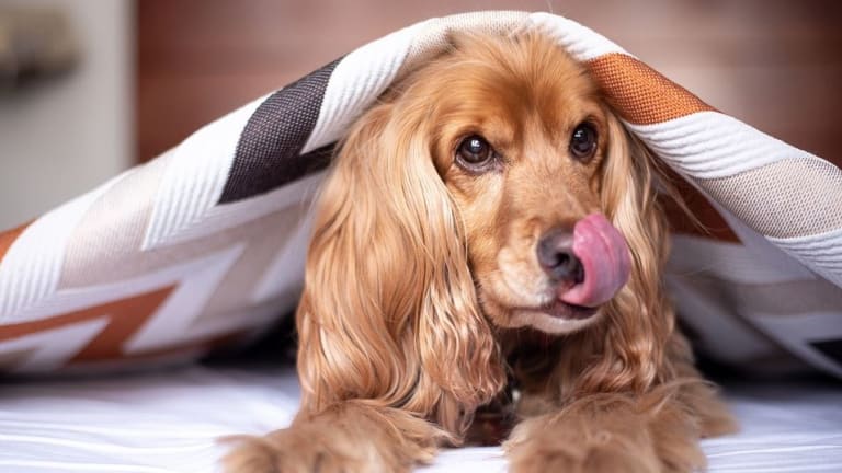 15 Foods That Are Toxic to Dogs