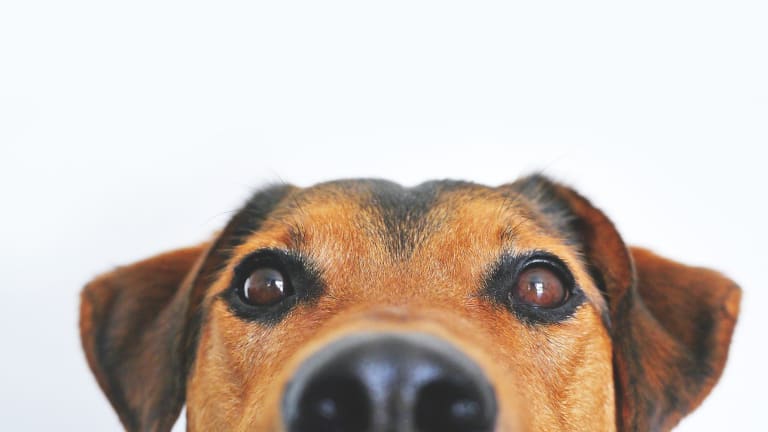 what dogs have light brown eyes