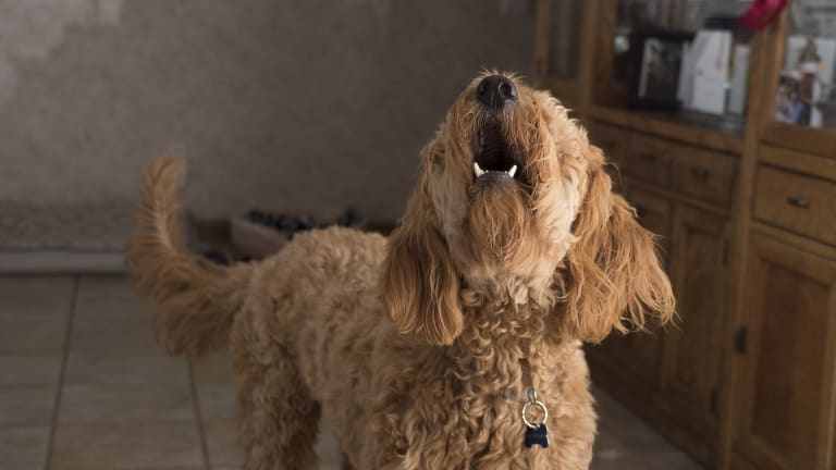 Why Do Dogs Bark at Doorbells? 3 Causes and Solutions