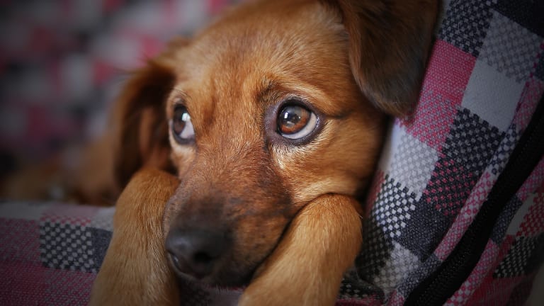 Why Do Puppies Cry The First Night? - Dog Discoveries