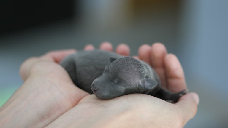 why are puppies born with their ears closed